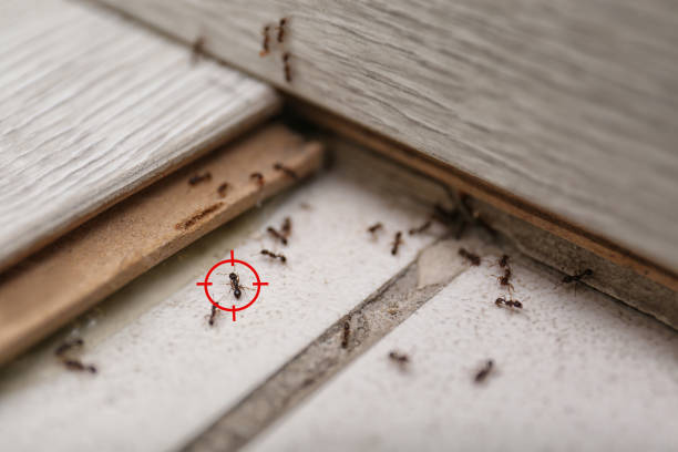 Best Affordable Pest Control Services  in Kiryas Joel, NY