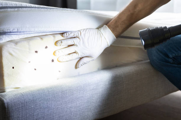 Reliable Kiryas Joel, NY Pest Control Solutions