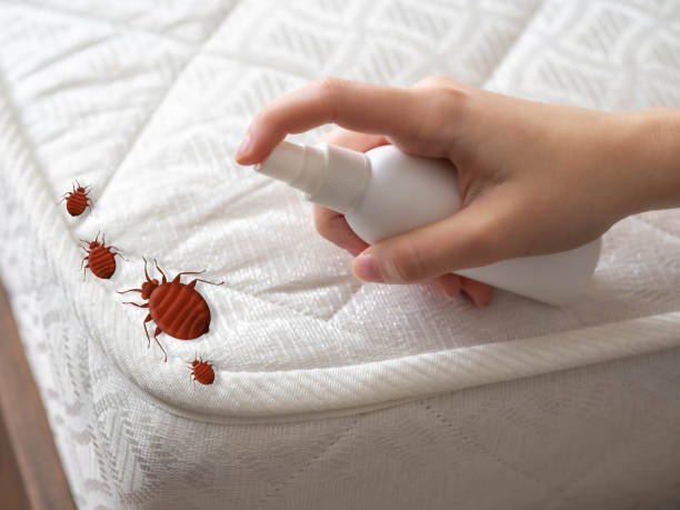Best Wasp Removal Services  in Kiryas Joel, NY
